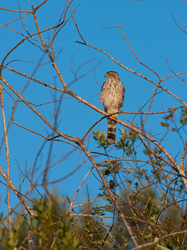 Coopers Hawk In Tree